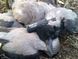 Манок на ворону Nordik Predator AB Crow 1770.01.27 фото 3